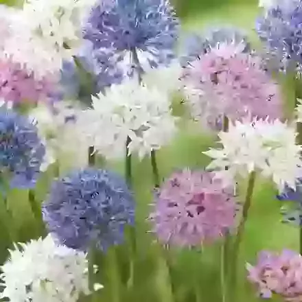 Three-Tone Mix